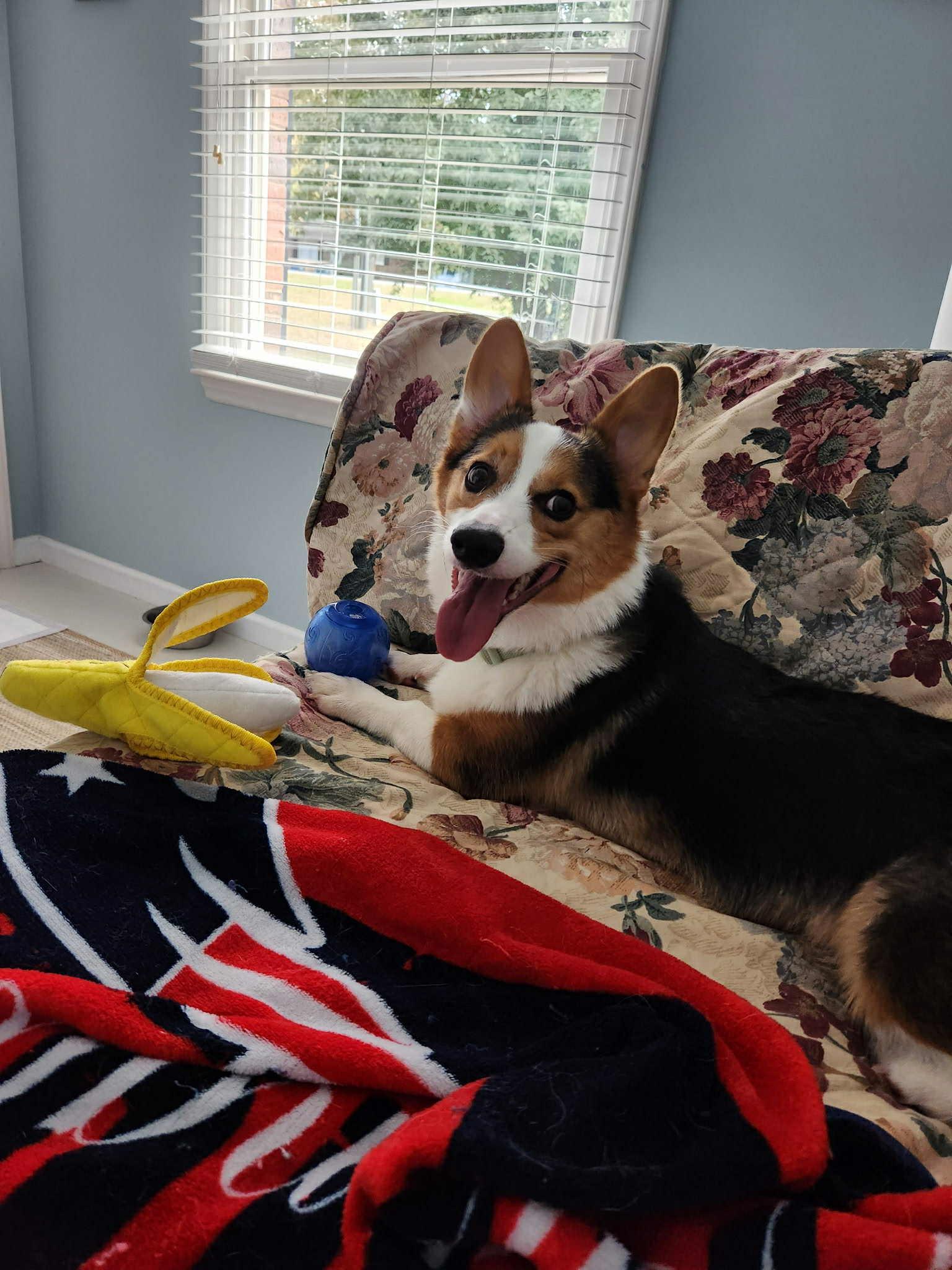 Enlarge Buster, a Adopted Pembroke Welsh Corgi in Shelby, NC image 1/3