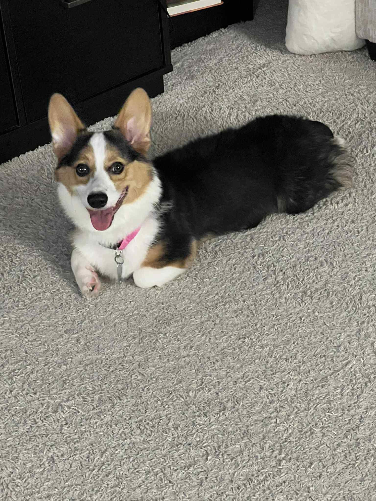 Enlarge Buster, a Adopted Pembroke Welsh Corgi in Shelby, NC image 3/3