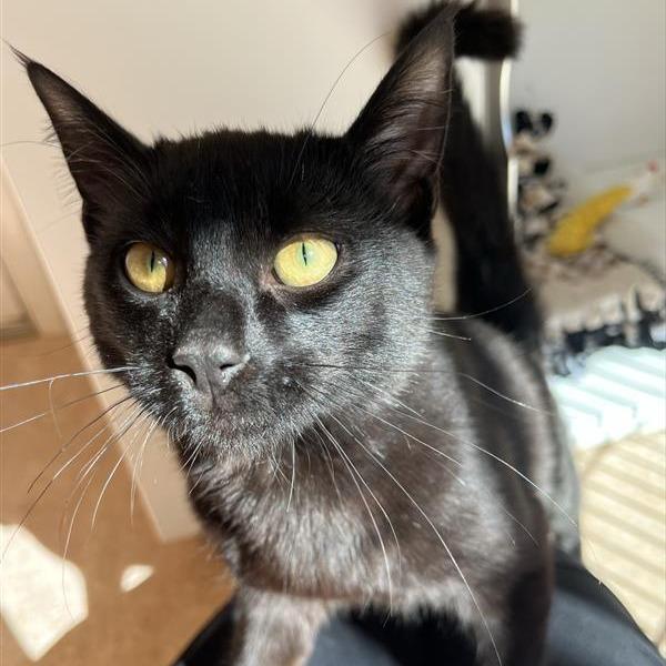 Night Shade — thumbnail 2