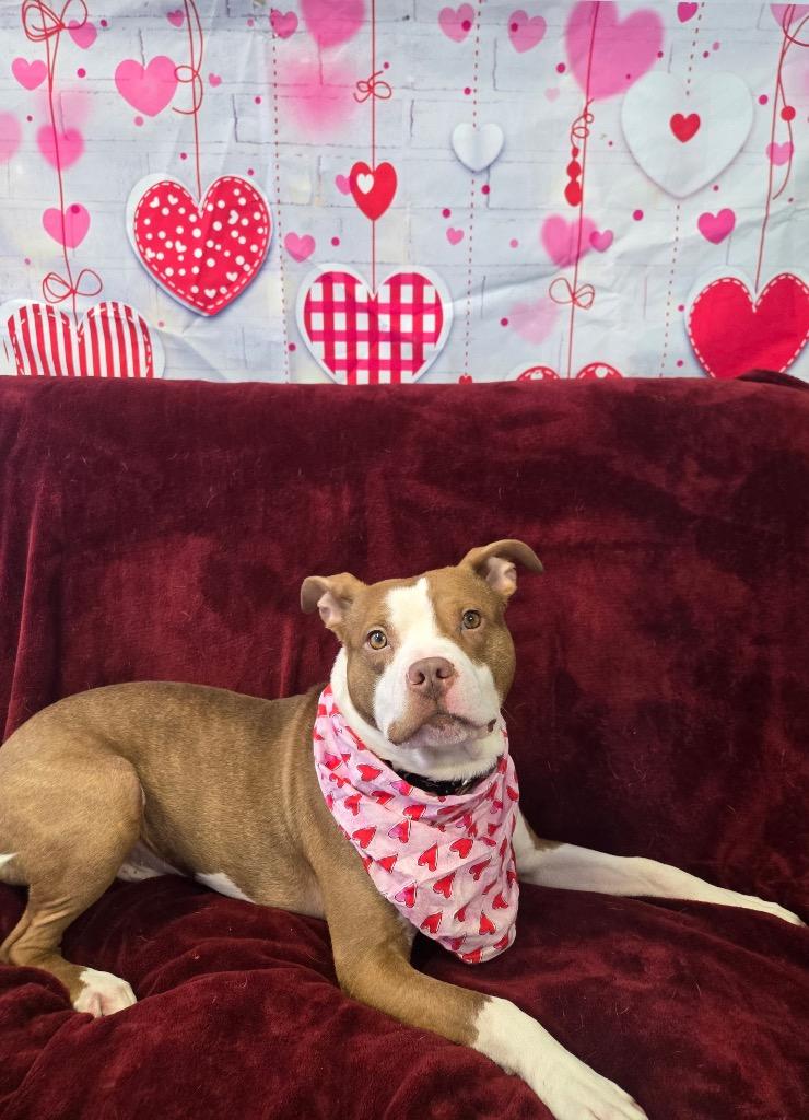 Archer, a Adoptable Pit Bull Terrier in Marion, OH image 1/4