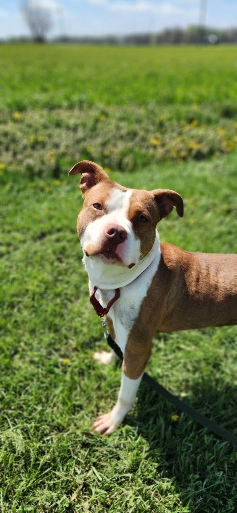 Archer, Adoptable, Young Male Pit Bull Terrier.