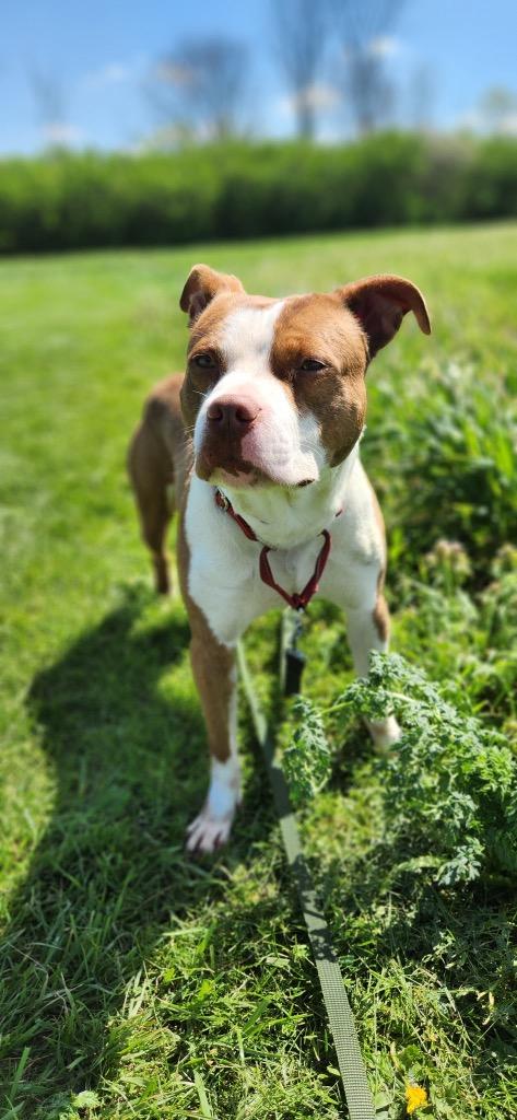 Enlarge Archer, a Adoptable Pit Bull Terrier in Marion, OH image 2/5