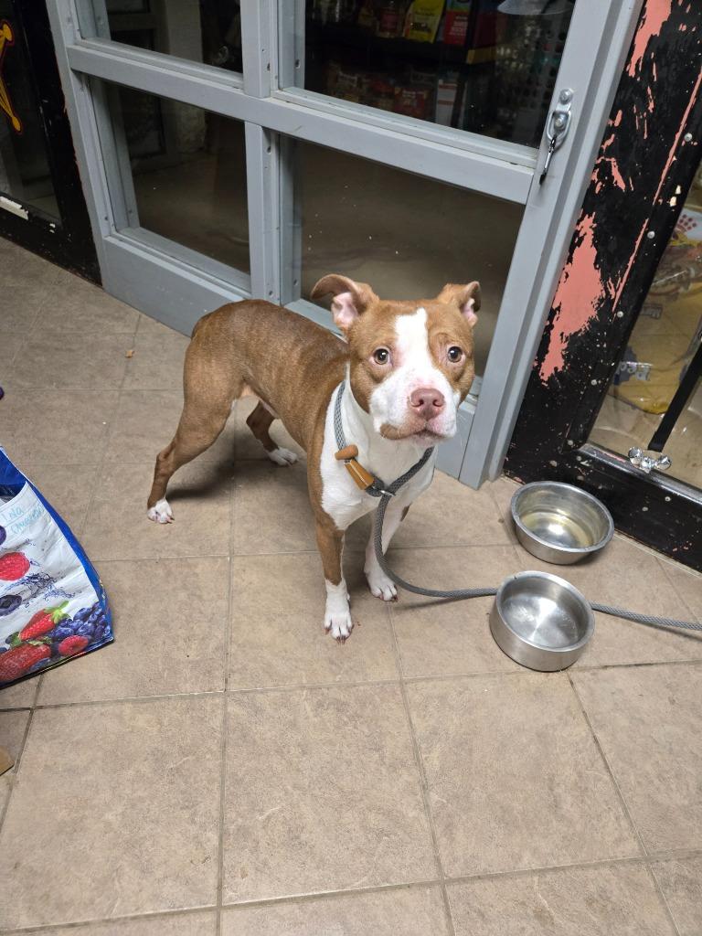 Archer, a Adoptable Pit Bull Terrier in Marion, OH image 3/4