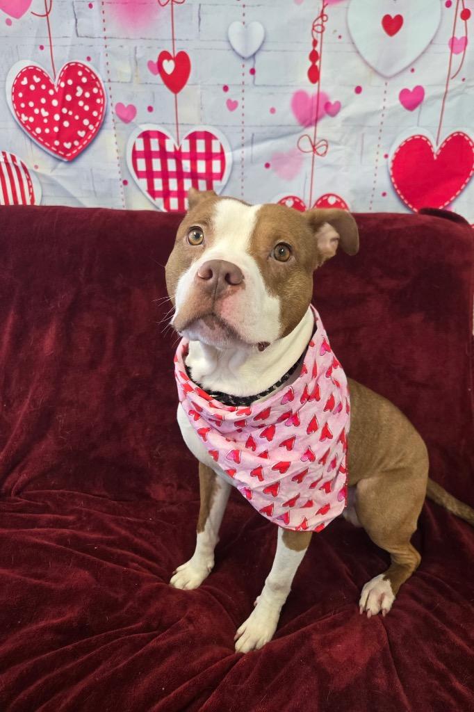 Archer, a Adoptable Pit Bull Terrier in Marion, OH image 1/3