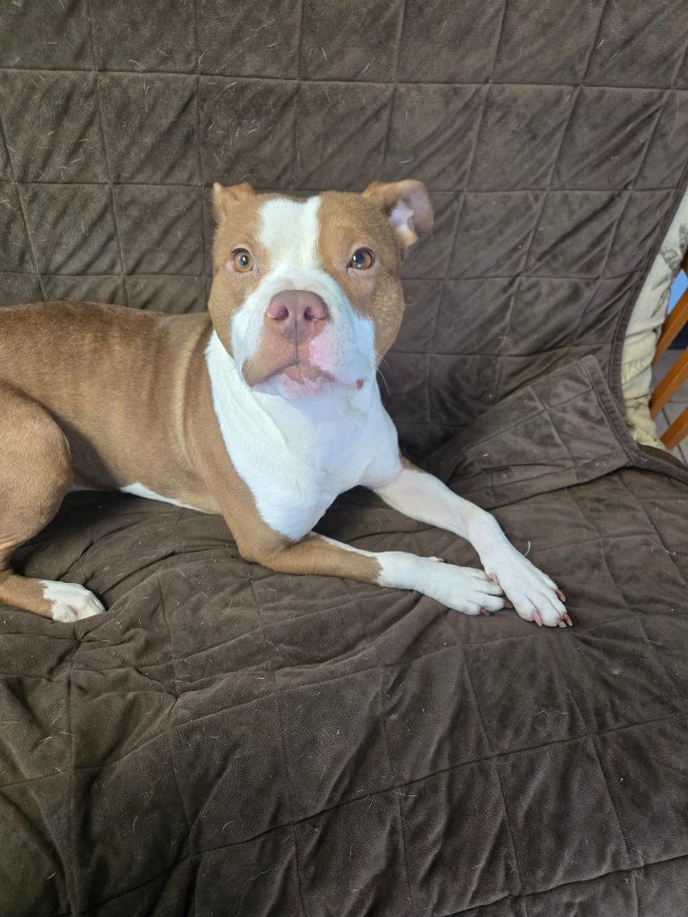 Archer, a Adoptable Pit Bull Terrier in Marion, OH image 4/4