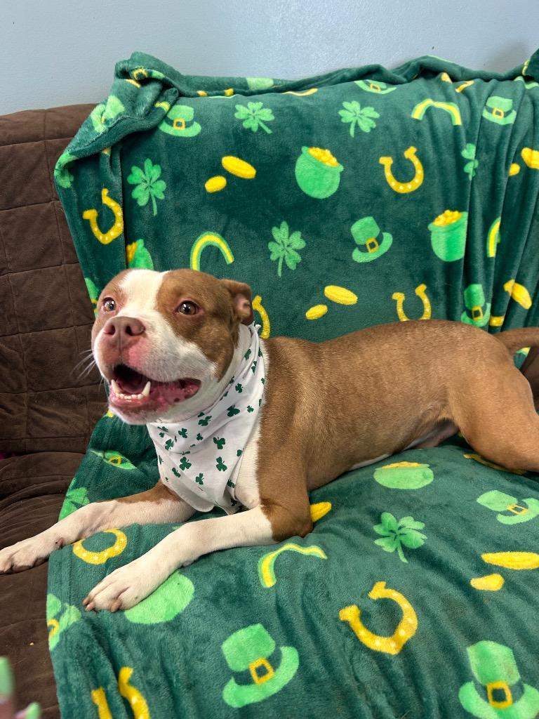 Archer, a Adoptable Pit Bull Terrier in Marion, OH image 2/3