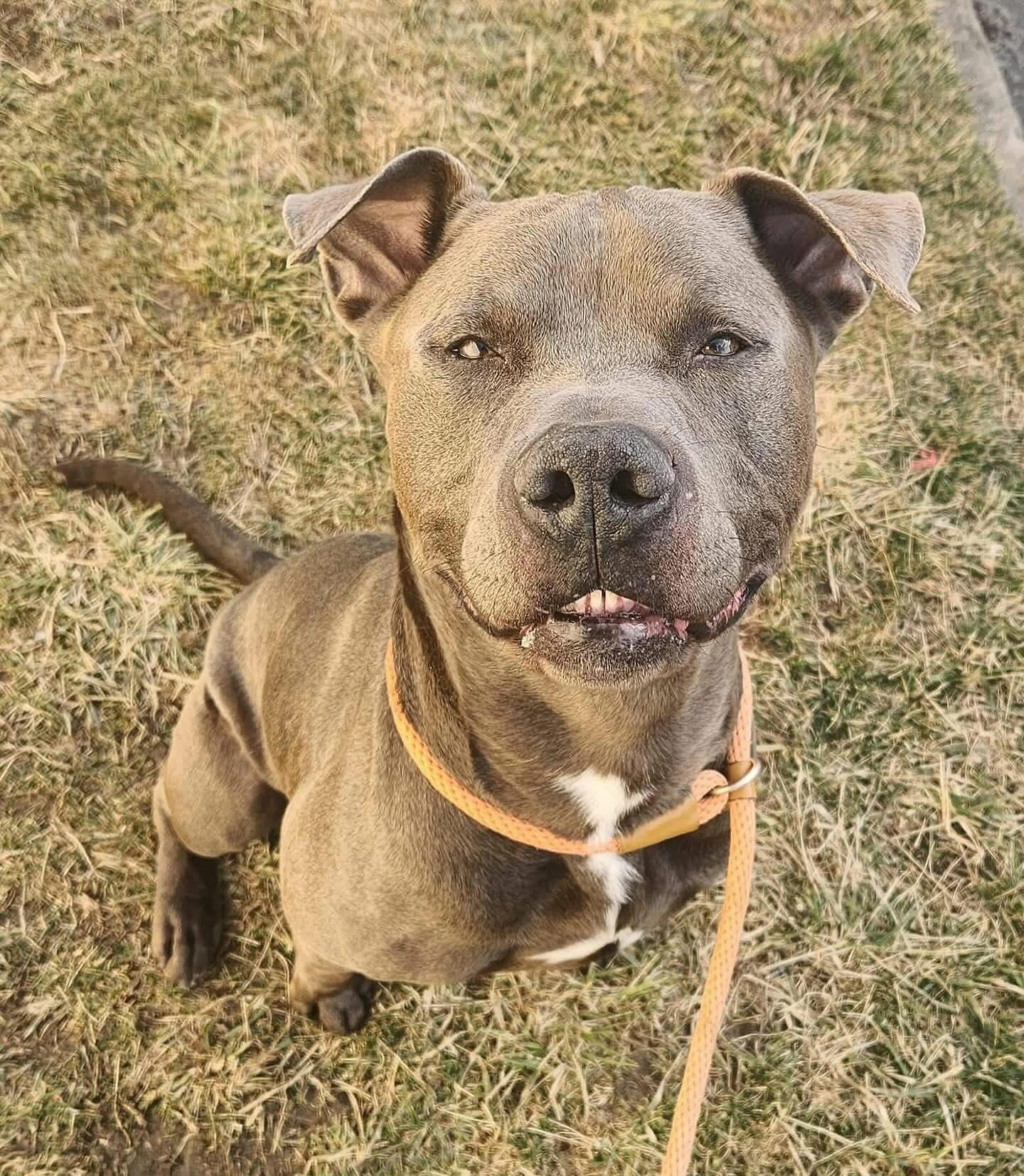 ZAI- Needs a foster/forever home!, a Adoptable mixed breed in Birmingham, MI image 1/6