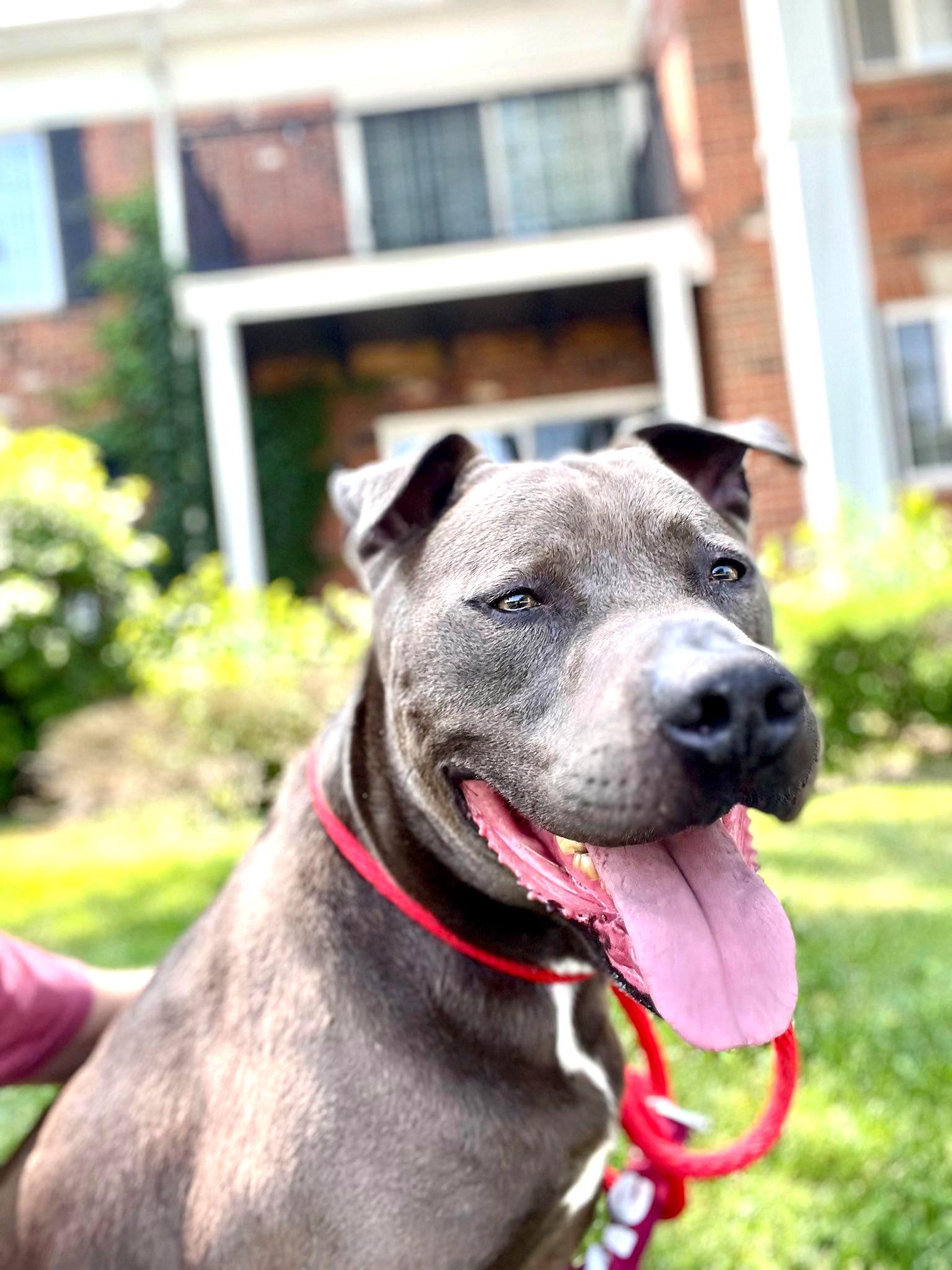 ZAI- Needs a foster/forever home!, an adoptable Terrier in Birmingham, MI, 48012 | Photo Image 2