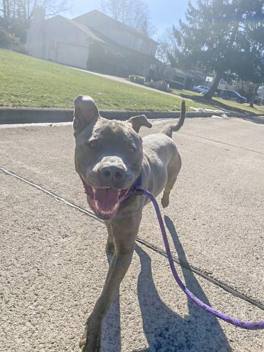 ZAI- Needs a foster/forever home!, a Adoptable mixed breed in Birmingham, MI image 6/6