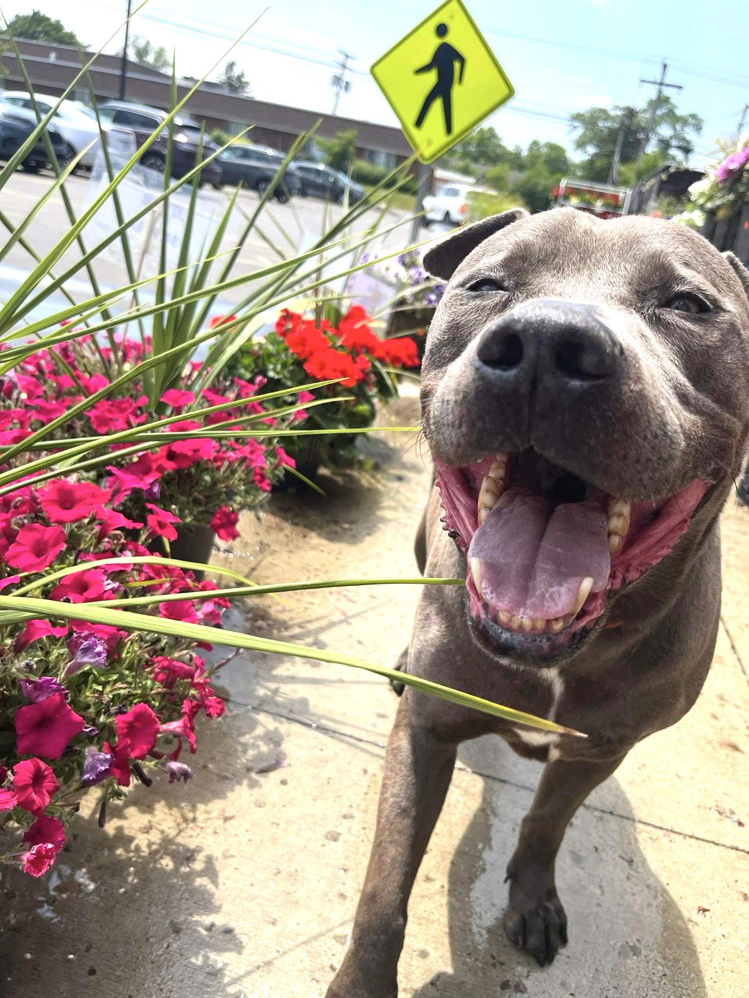 ZAI- Needs a foster/forever home! — thumbnail 4