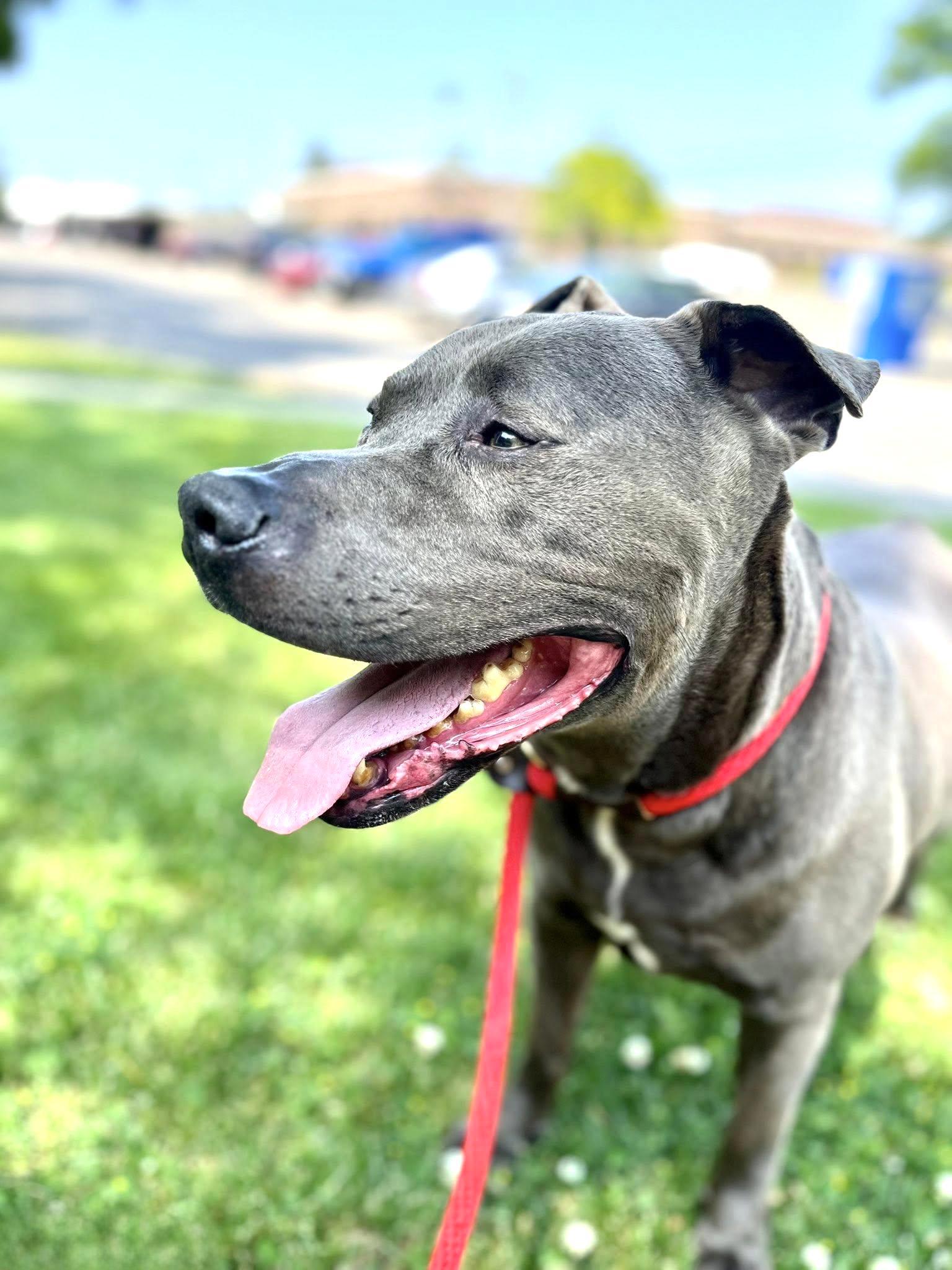 ZAI- Needs a foster/forever home! — thumbnail 5