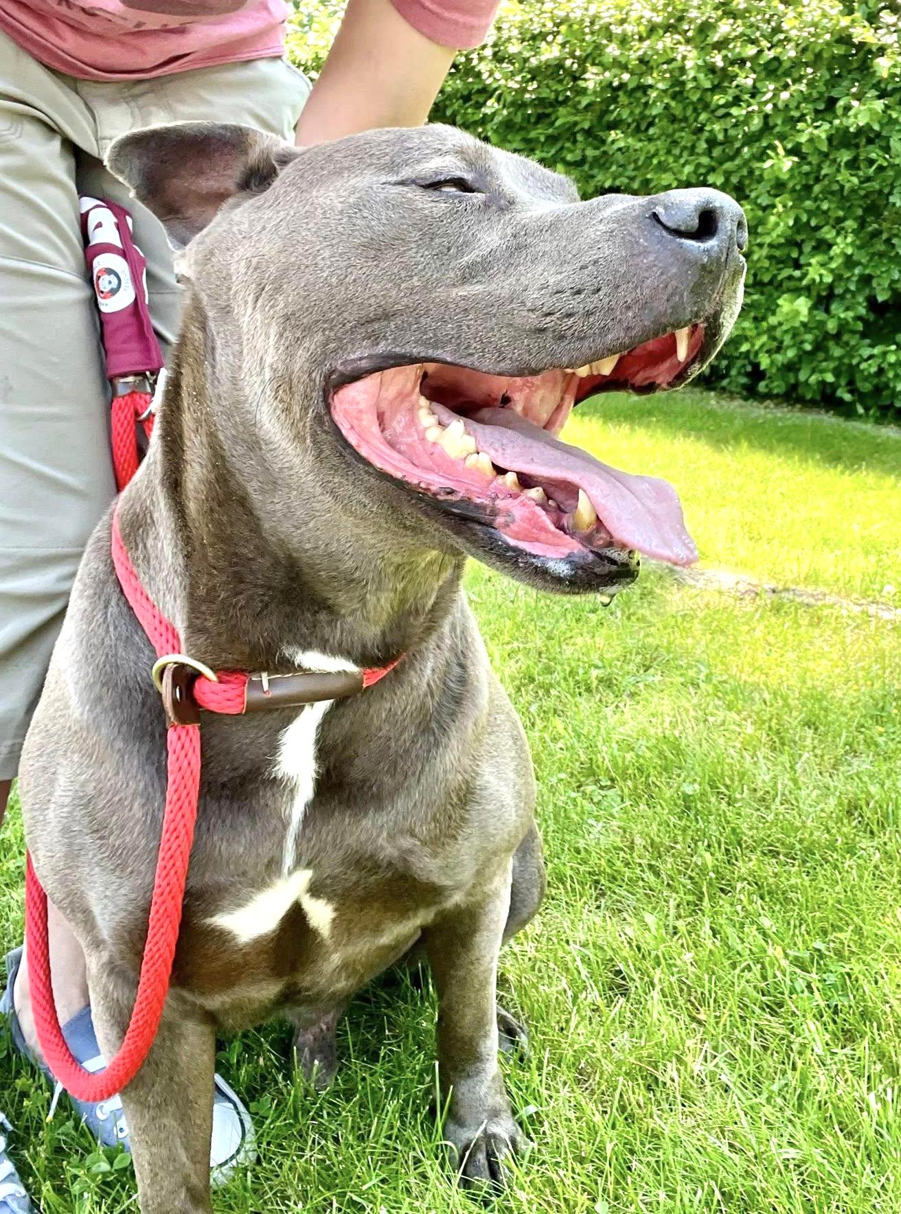 ZAI- Needs a foster/forever home! — thumbnail 6