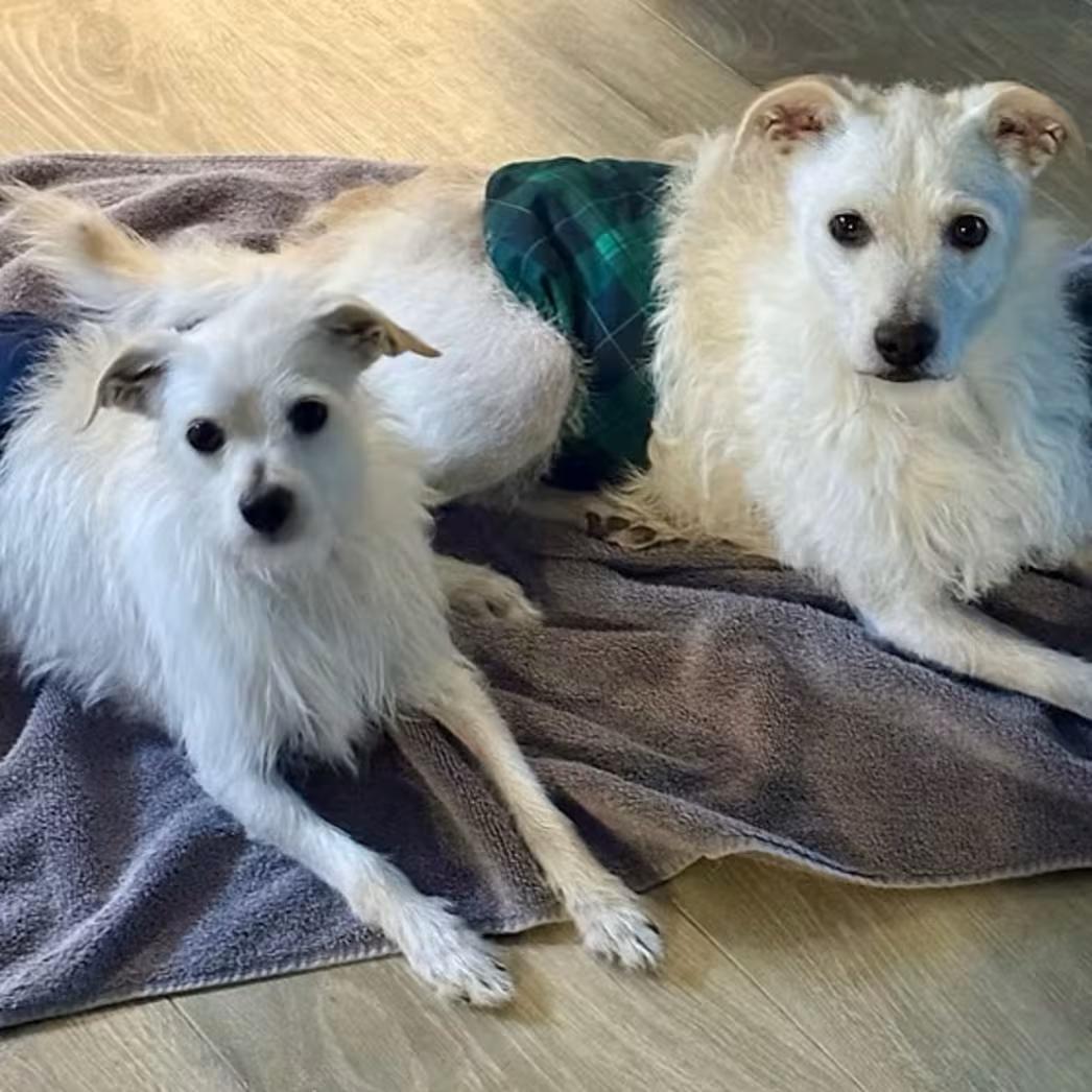 Enlarge Fred and Ned, a Adoptable mixed breed in Star, ID image 2/2