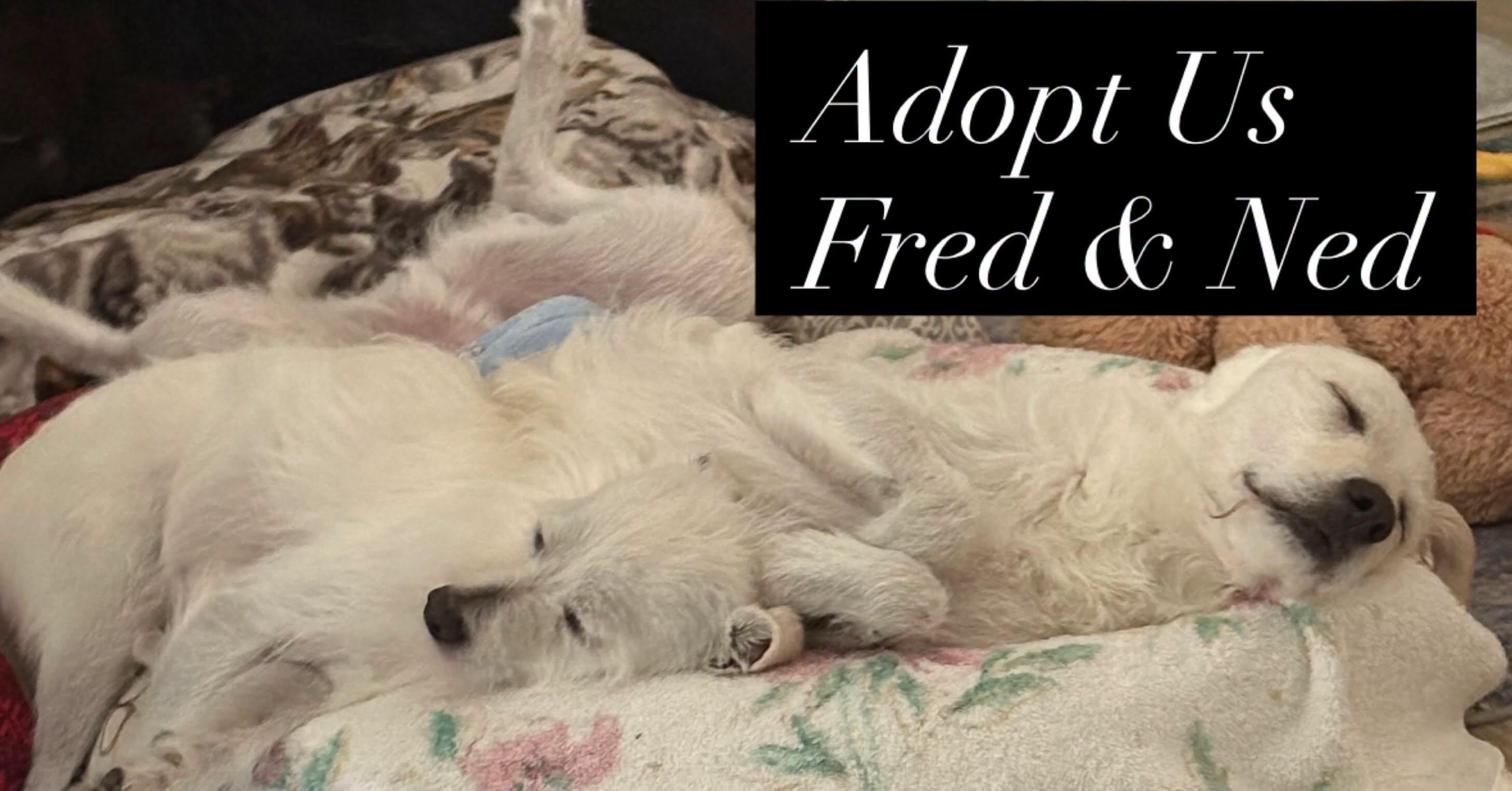 Enlarge Fred and Ned, a Adoptable mixed breed in Star, ID image 1/2