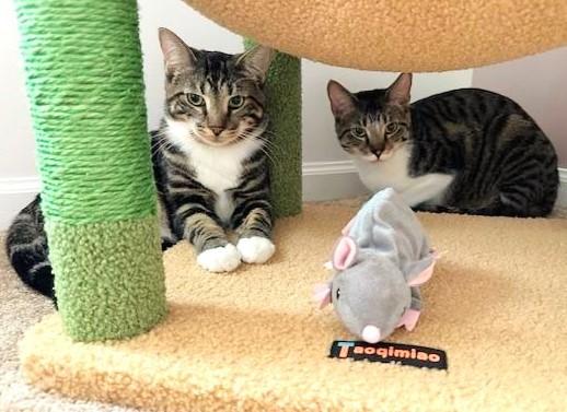 Maura & Madeline, an adopted mixed breed in Lombard, IL image 2/6