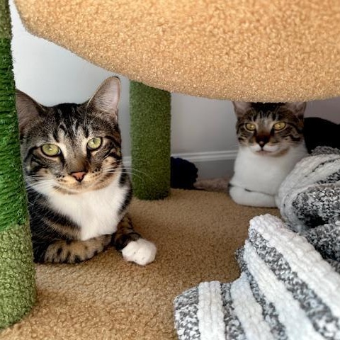 Maura & Madeline, adopted, Kitten Female Tabby & Domestic Short Hair.