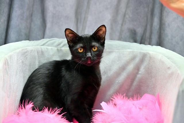 Enlarge PRISSY - lovable kitten, a Adoptable mixed breed in Nanuet, NY image 1/4