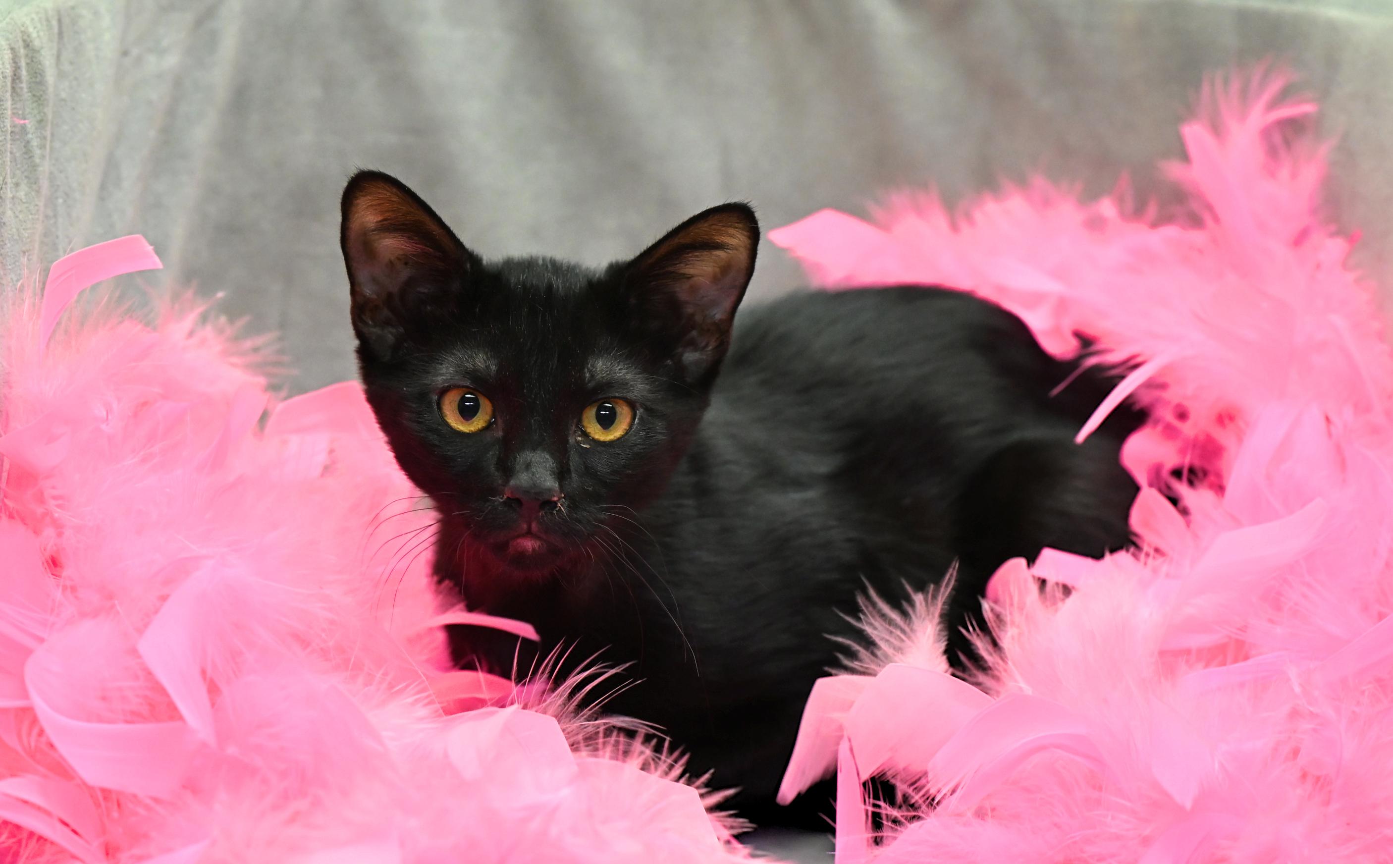 PRISSY - lovable kitten