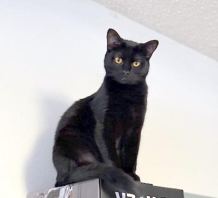 Enlarge PRISSY - lovable kitten, a Adoptable mixed breed in Danbury, CT image 1/3