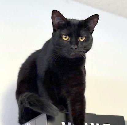 Enlarge PRISSY - lovable kitten, a Adoptable mixed breed in Danbury, CT image 2/3