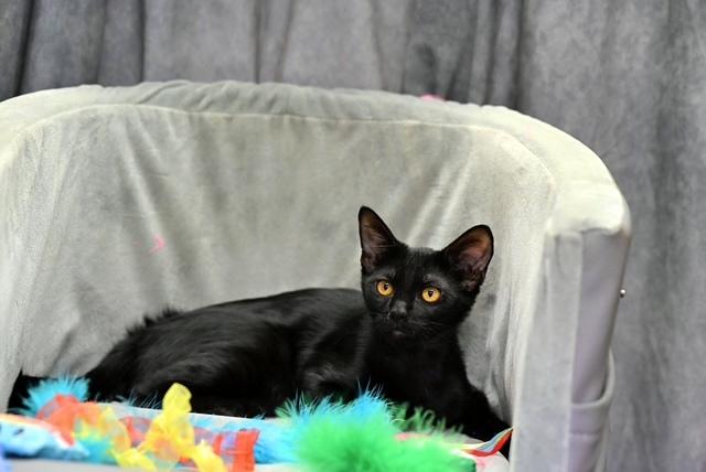 Enlarge PRISSY - lovable kitten, a Adoptable mixed breed in Nanuet, NY image 3/4