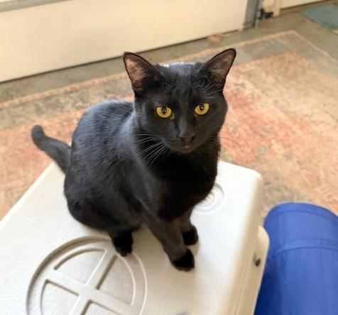 Enlarge PRISSY - lovable kitten, a Adoptable mixed breed in Danbury, CT image 3/3