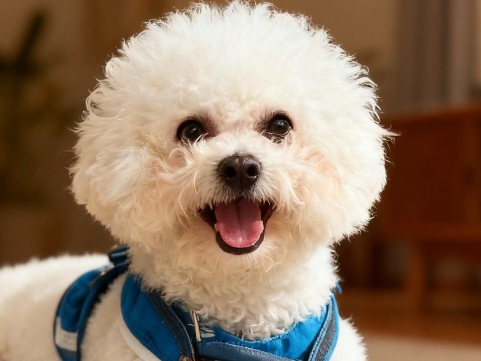 Phyllis, an adopted Bichon Frise in Hacienda Heights, CA image 1/6