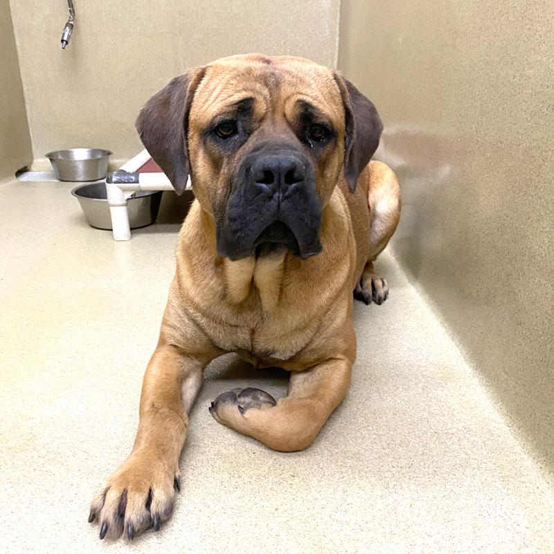 Moby #21748, ADOPTABLE, Adult Male Bullmastiff.