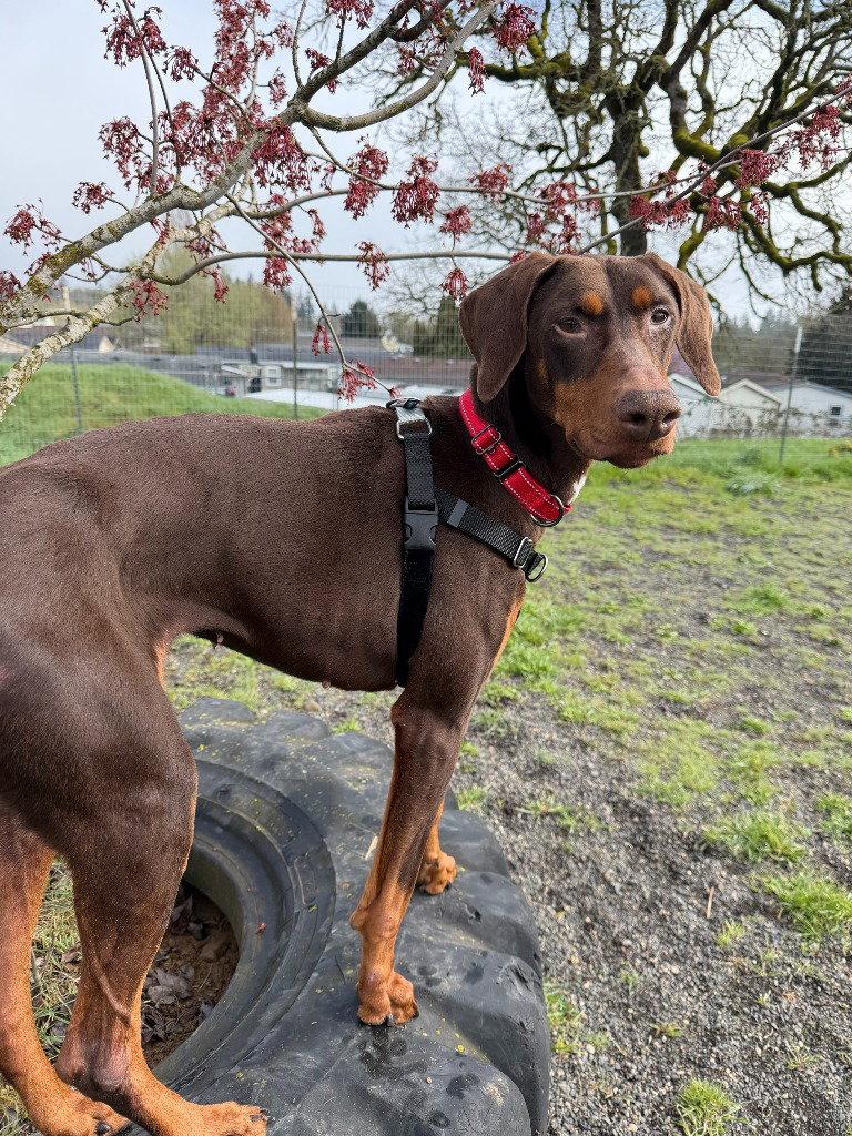 Deo, Adoptable, Adult Female Doberman Pinscher.