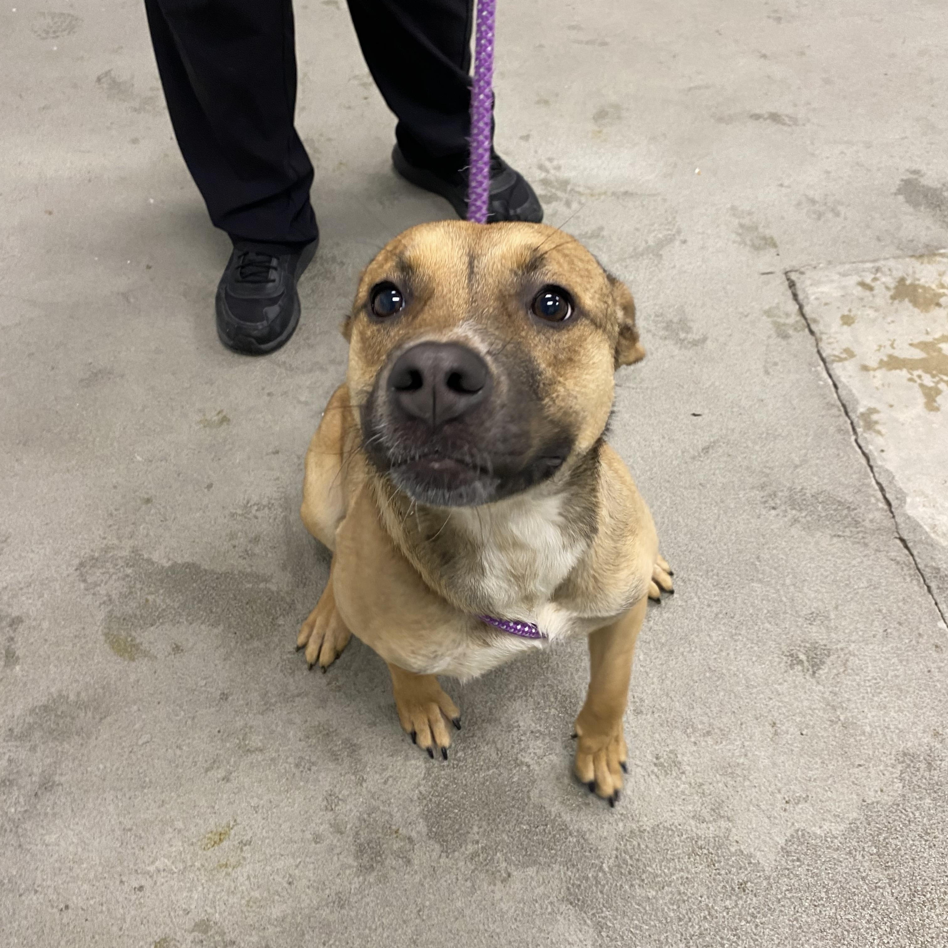 Enlarge Dolly Parton, an adopted mixed breed in Urbana, IL image 1/1