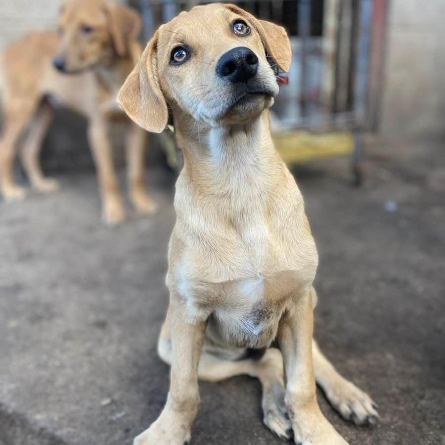 Porky PC, Adoptable, Puppy Male Catahoula Leopard Dog & Labrador Retriever.