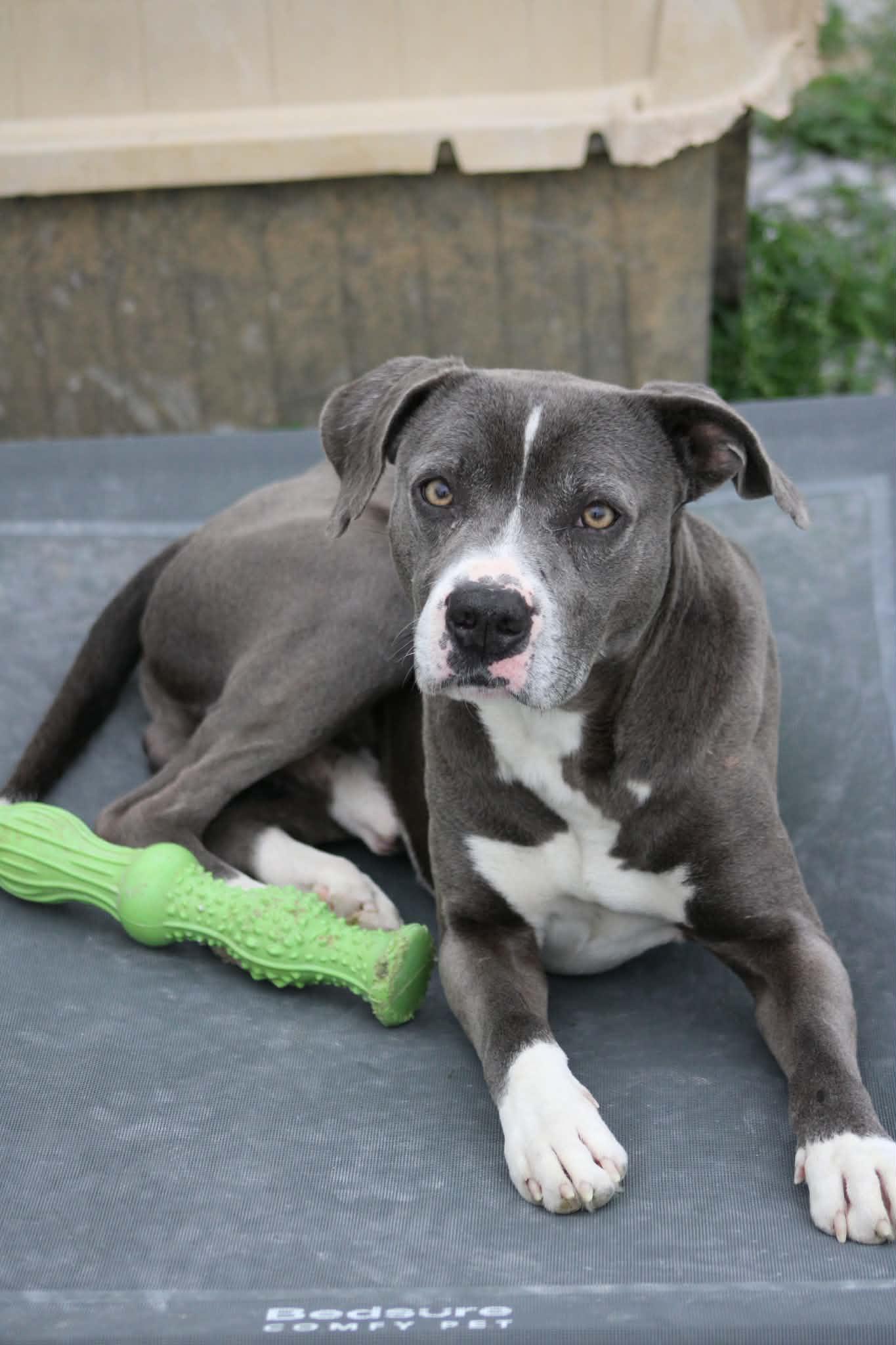 Enlarge Rowdy, a ADOPTABLE Pit Bull Terrier in Calhoun, KY image 1/2