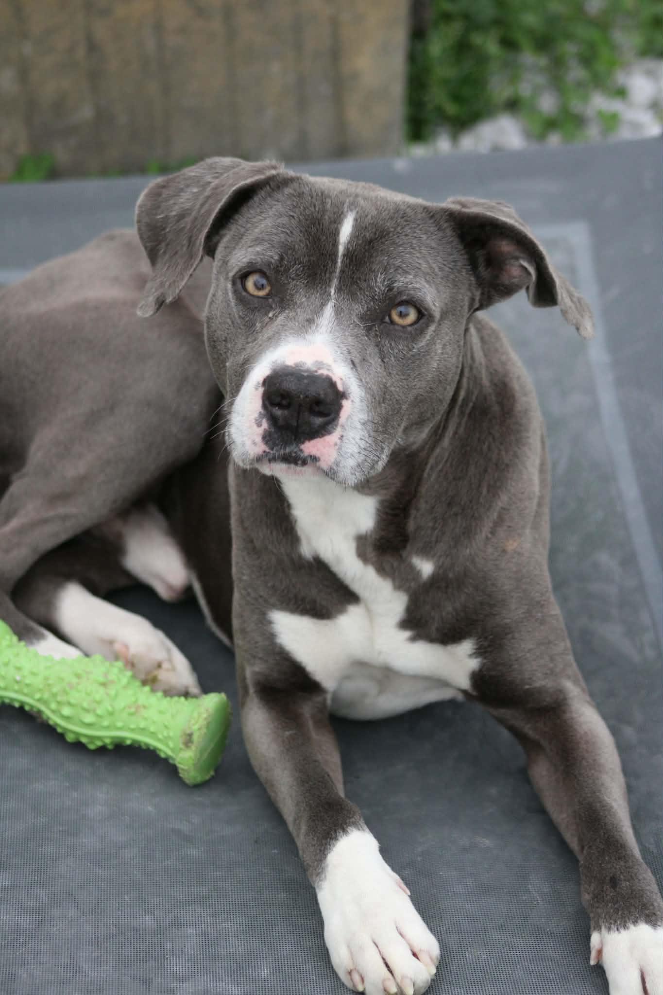 Enlarge Rowdy, a ADOPTABLE Pit Bull Terrier in Calhoun, KY image 2/2