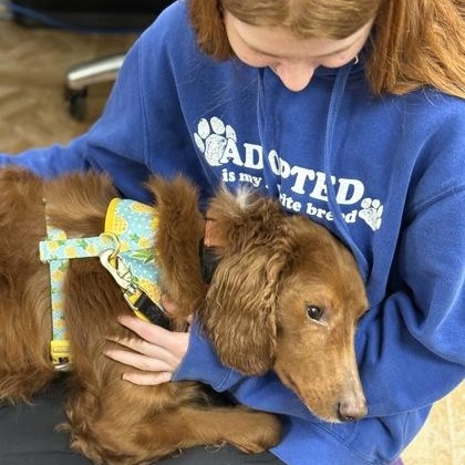 Enlarge Tuna, an adopted mixed breed in Worcester, MA image 2/2