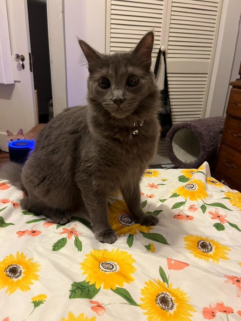 Pepper 8, Adoptable, Adult Female Domestic Short Hair.