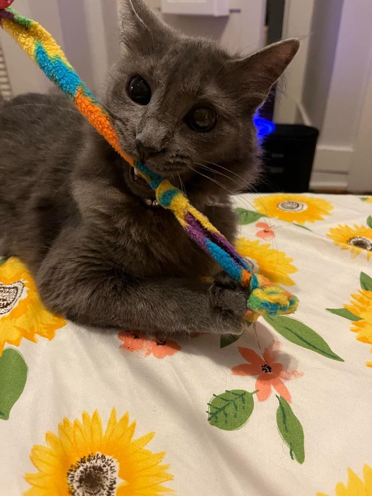 Pepper 8, a Adoptable mixed breed in Hoover , AL image 2/2