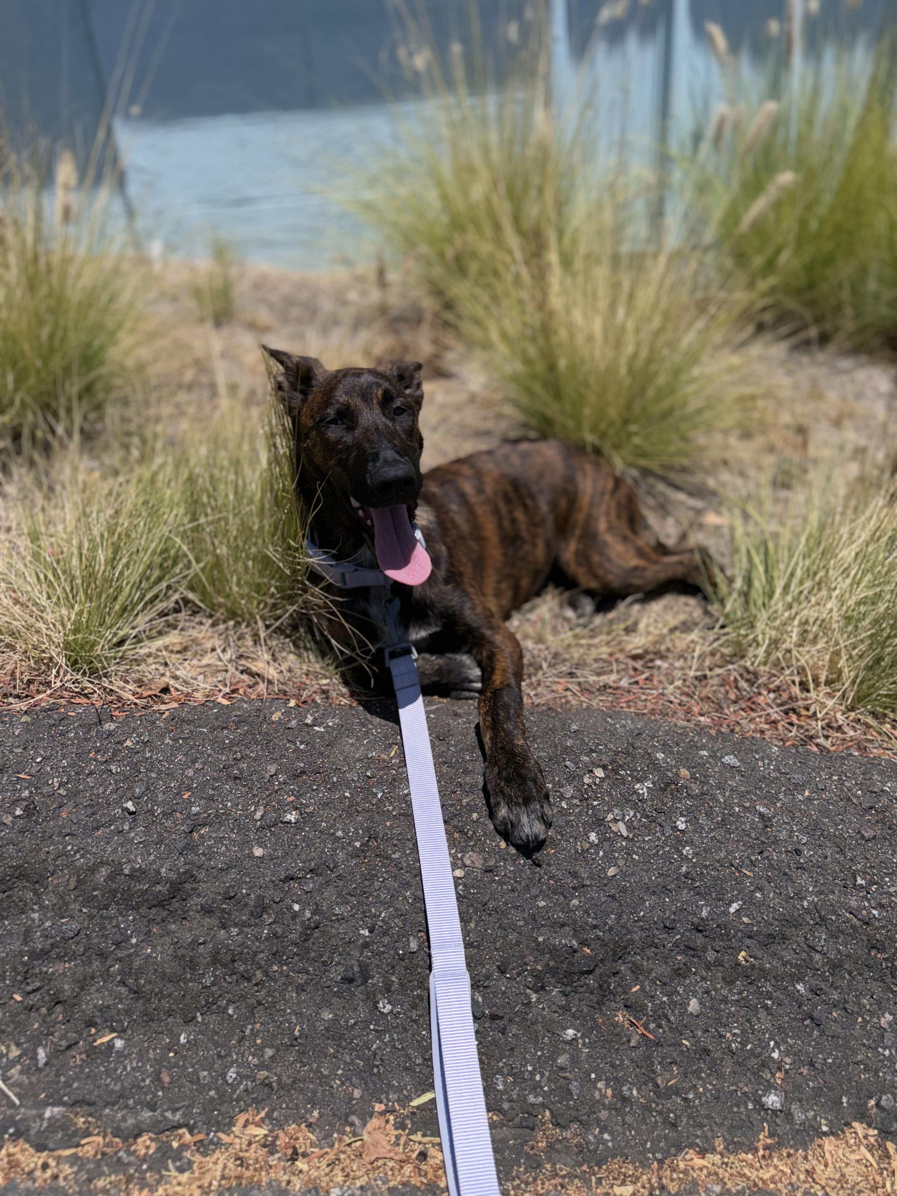 Hermione, Adoptable, Puppy Female Belgian Shepherd / Malinois & Cattle Dog.