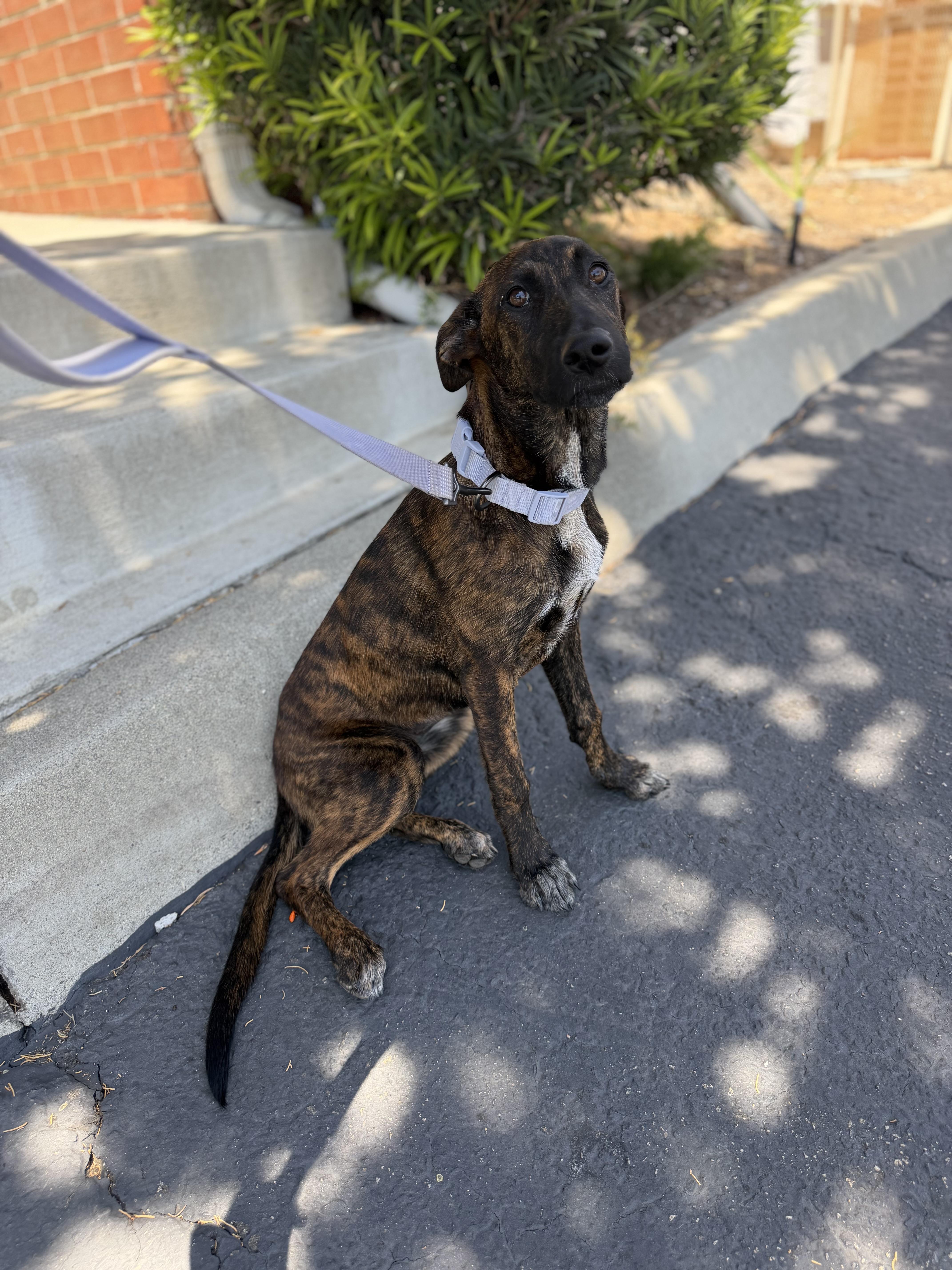 Enlarge Hermione, a Adoptable mixed breed in Perris, CA image 2/4