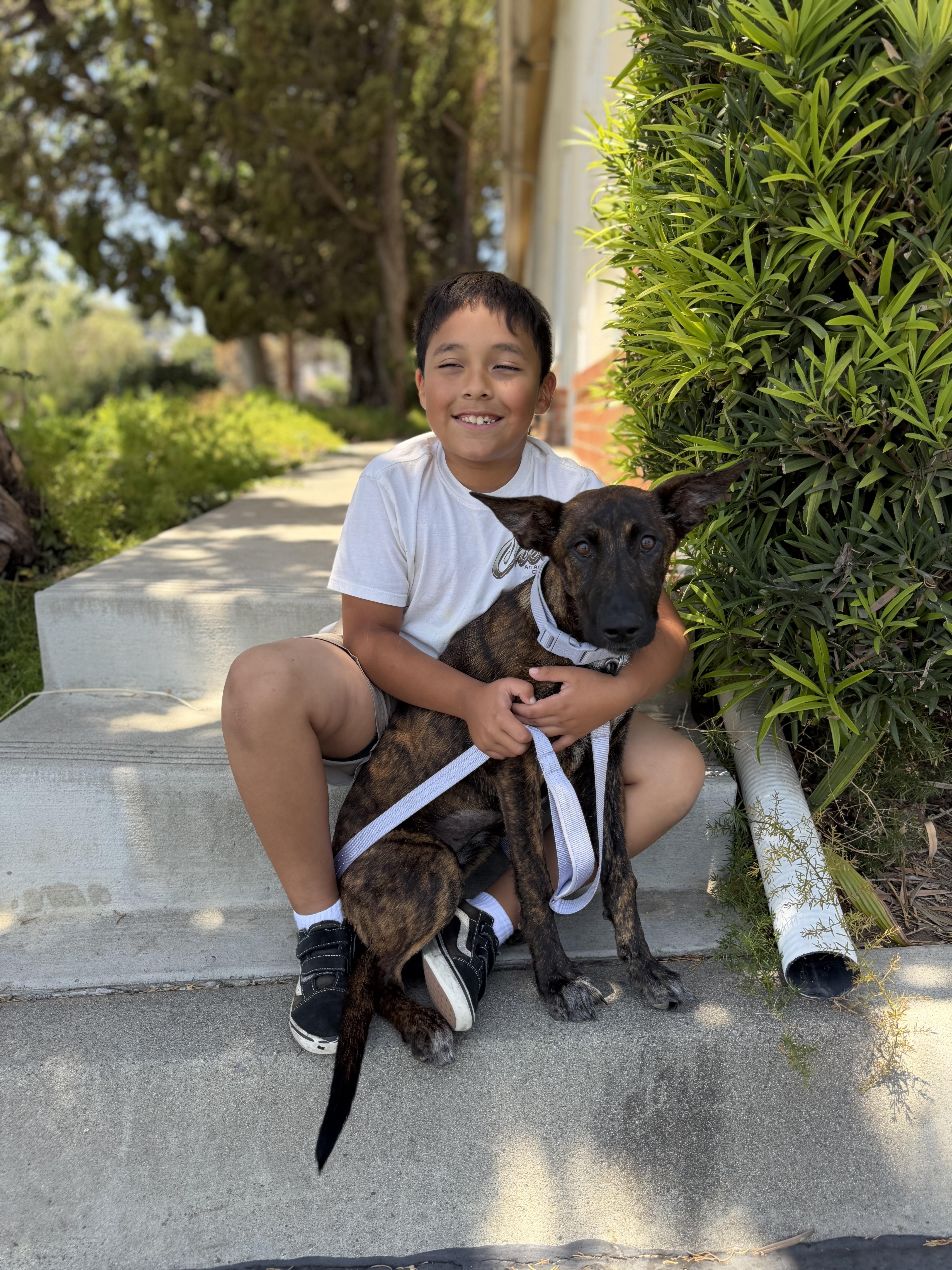 Enlarge Hermione, a Adoptable mixed breed in Perris, CA image 3/4