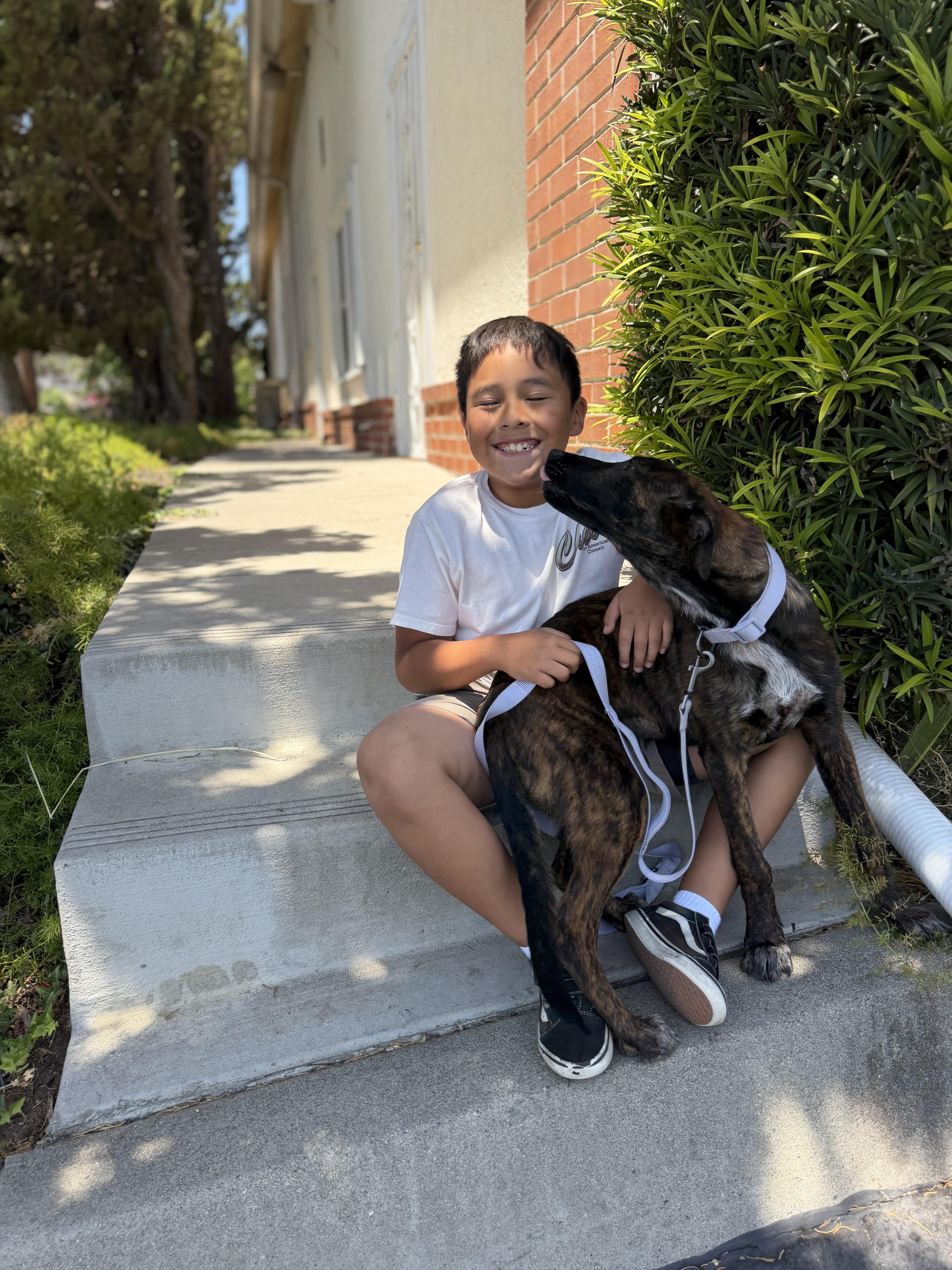 Enlarge Hermione, a Adoptable mixed breed in Perris, CA image 4/4