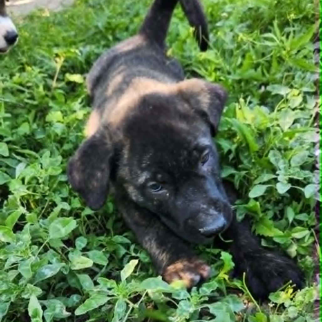 Enlarge Maui JuM, a Adoptable mixed breed in Catonsville, MD image 4/6
