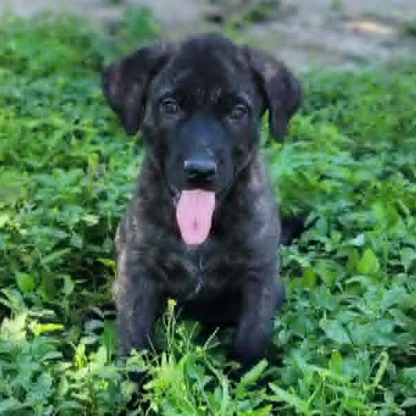 Enlarge Maui JuM, a Adoptable mixed breed in Catonsville, MD image 2/6