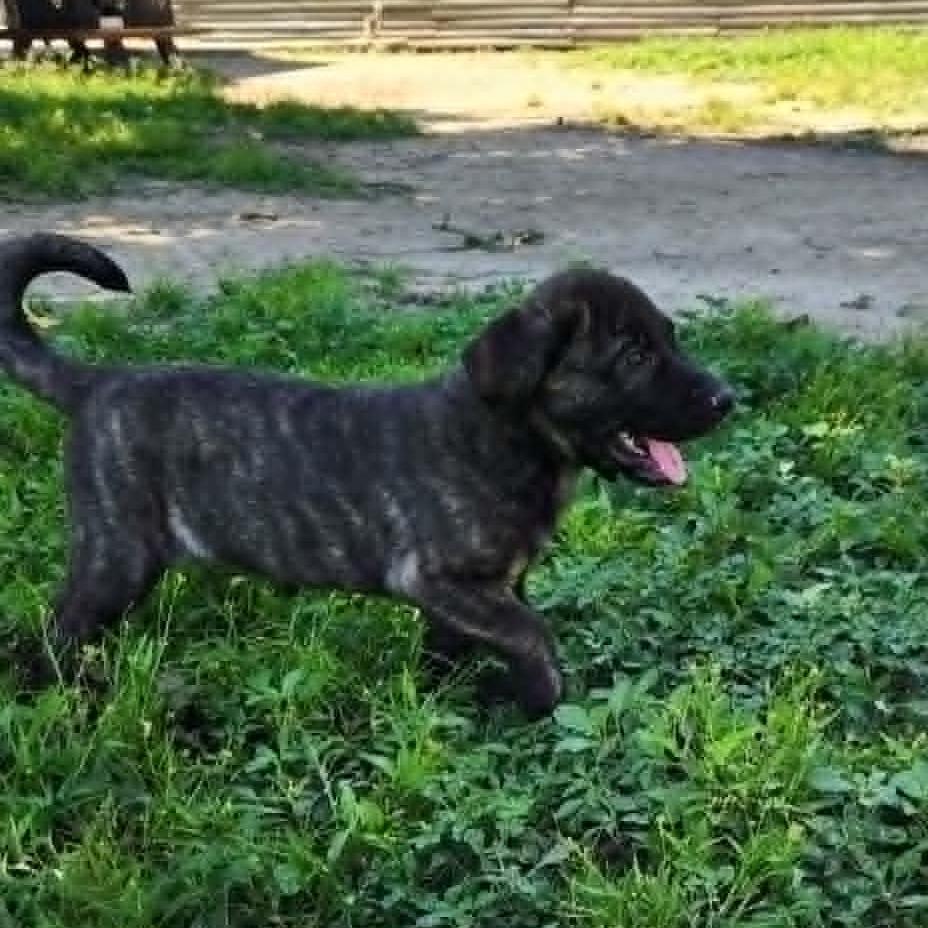 Enlarge Maui JuM, a Adoptable mixed breed in Catonsville, MD image 5/6
