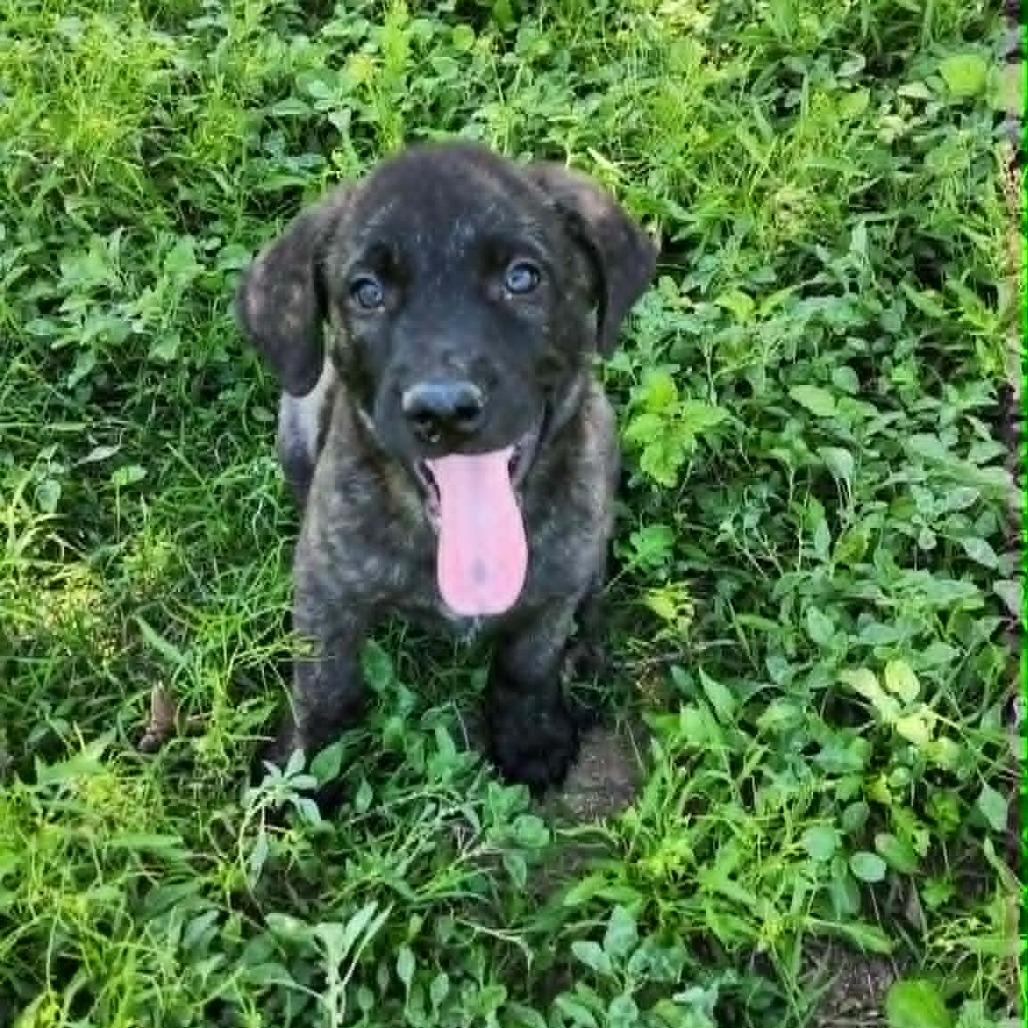 Enlarge Maui JuM, a Adoptable mixed breed in Catonsville, MD image 6/6