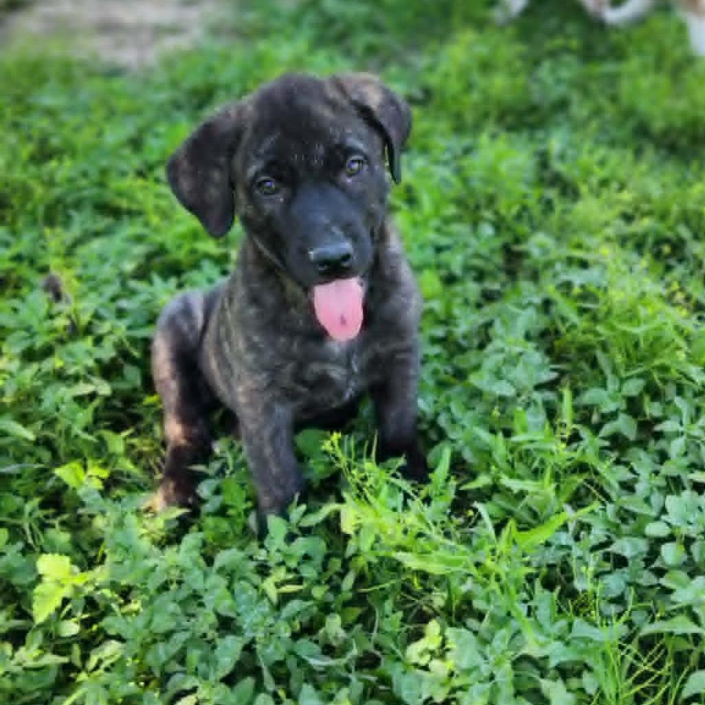 Enlarge Maui JuM, a Adoptable mixed breed in Catonsville, MD image 1/6
