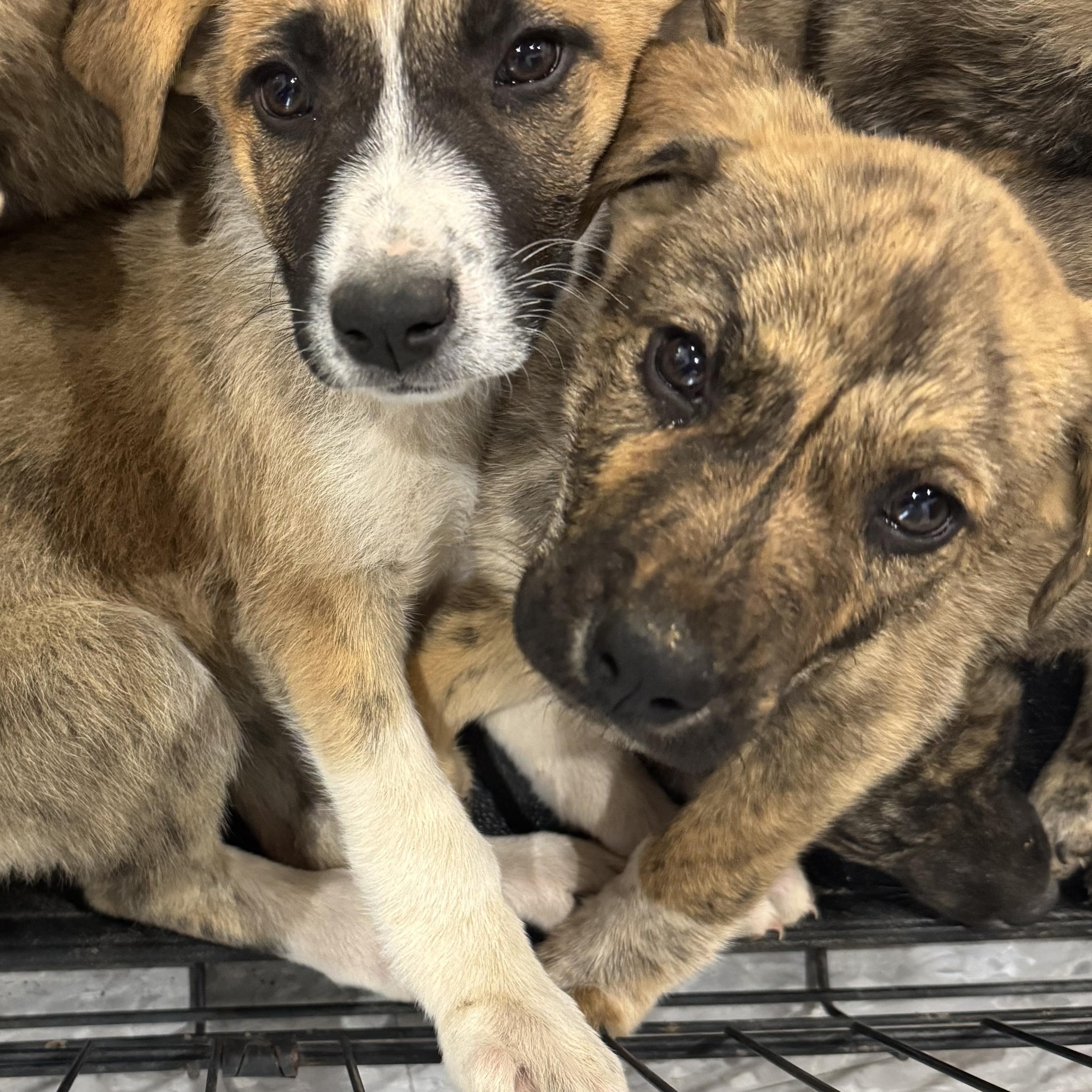 Enlarge Linguini, a Adopted mixed breed in Carson, NM image 2/3