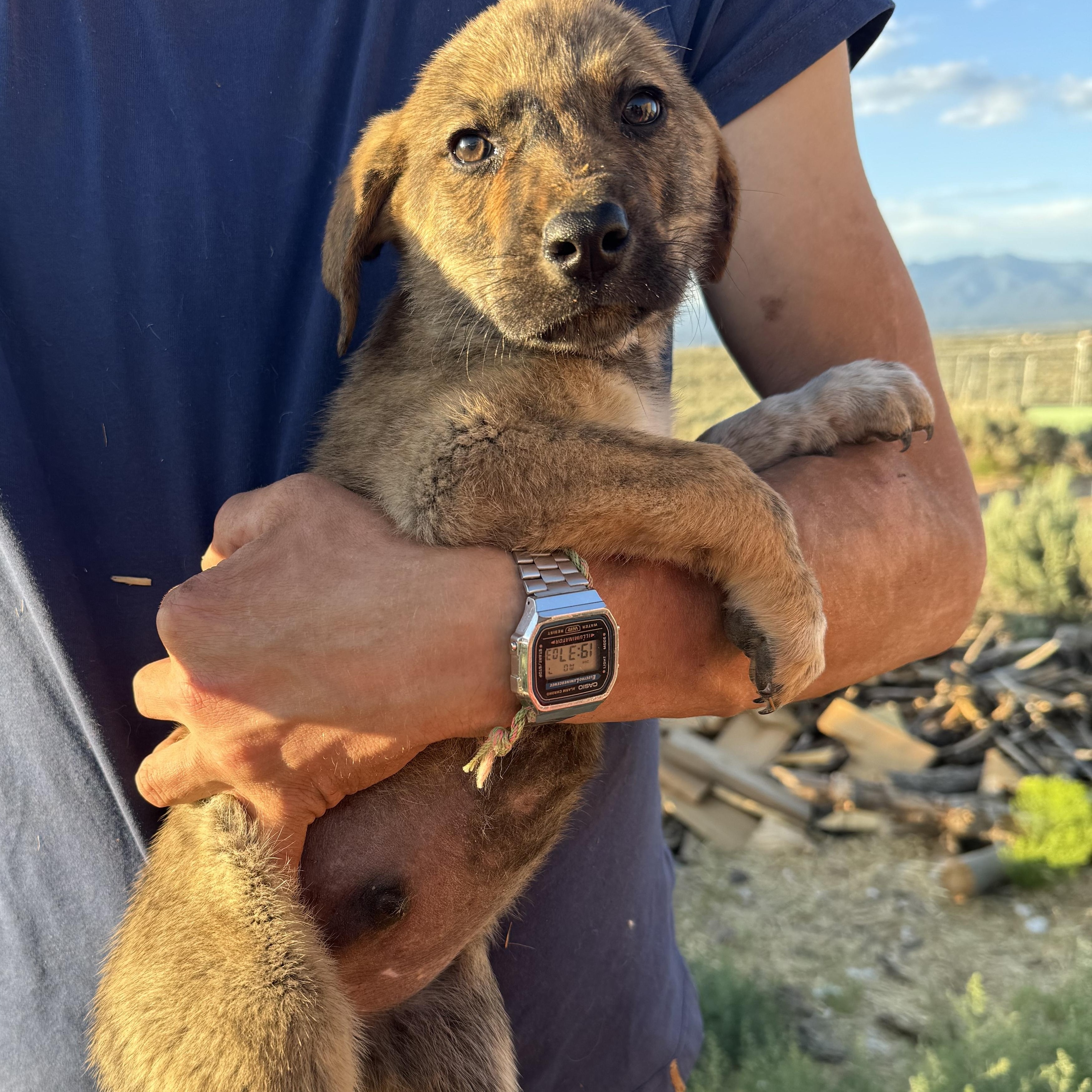Enlarge Linguini, a Adopted mixed breed in Carson, NM image 1/3
