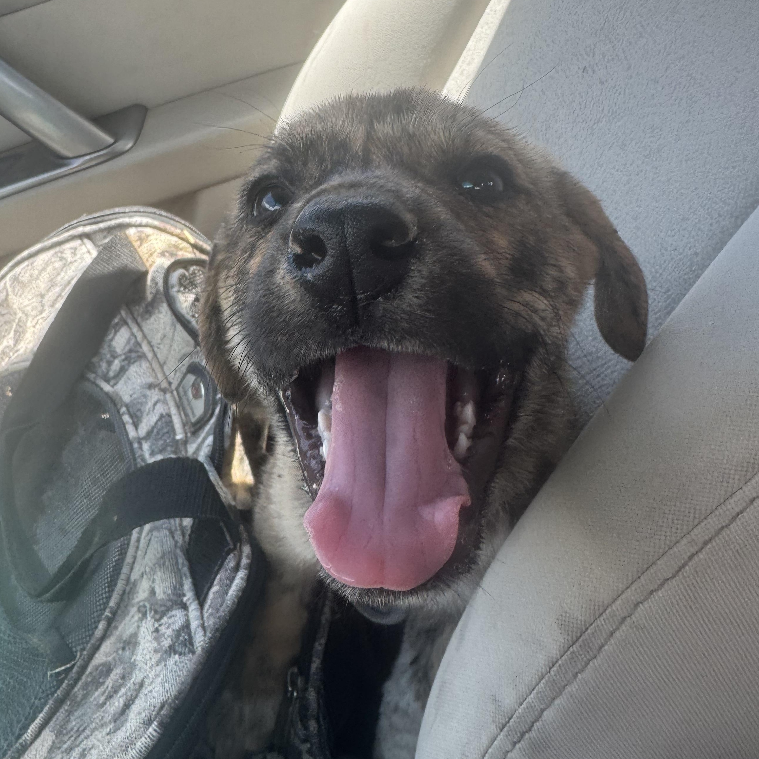 Enlarge Linguini, a Adopted mixed breed in Carson, NM image 3/3