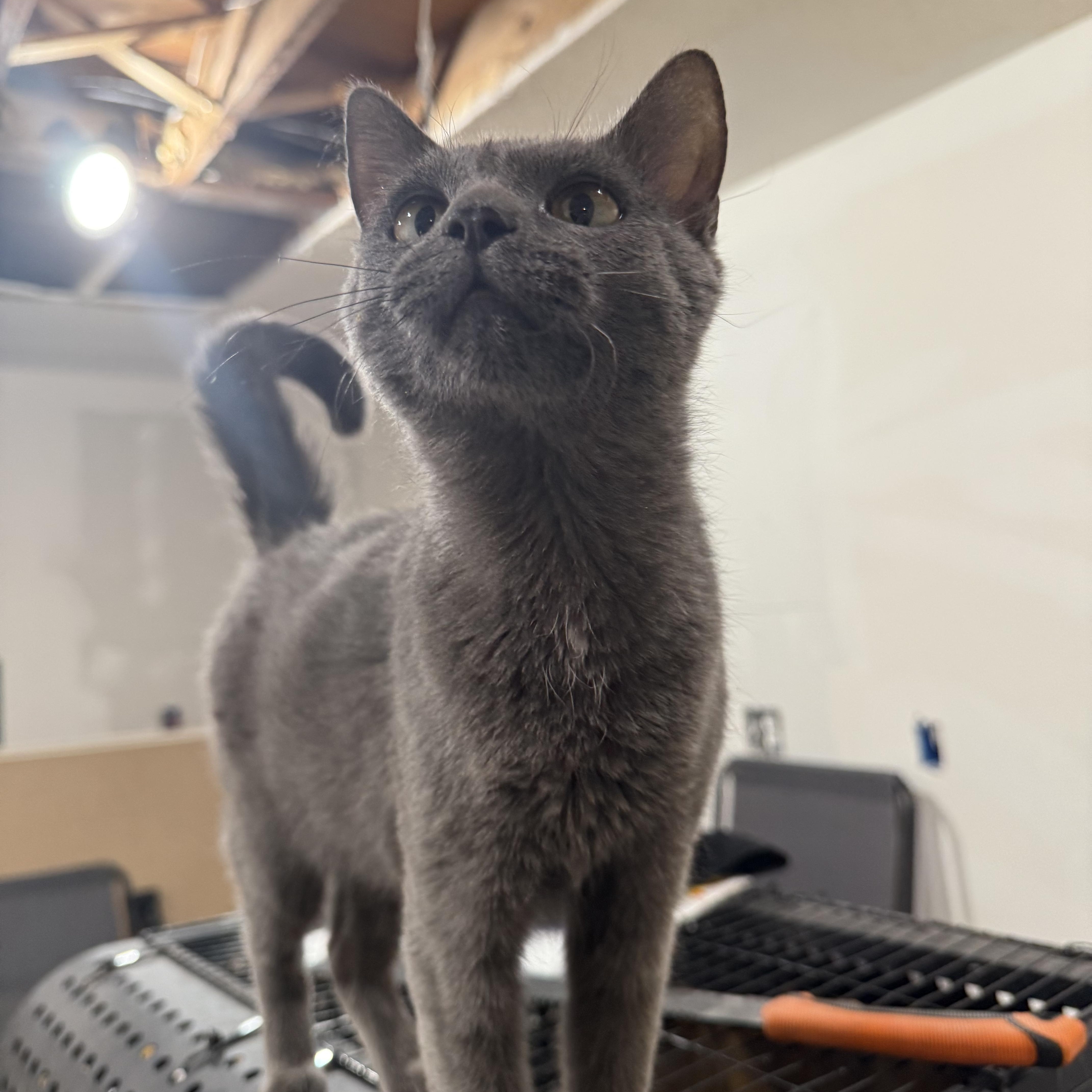 Enlarge Clarissa, a Adoptable Domestic Short Hair in Fertile, MN image 1/1