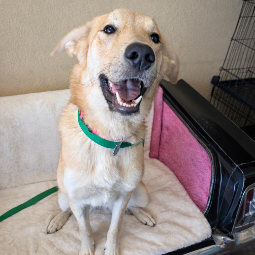 Angel, a Adoptable mixed breed in Springfield, MO image 1/6